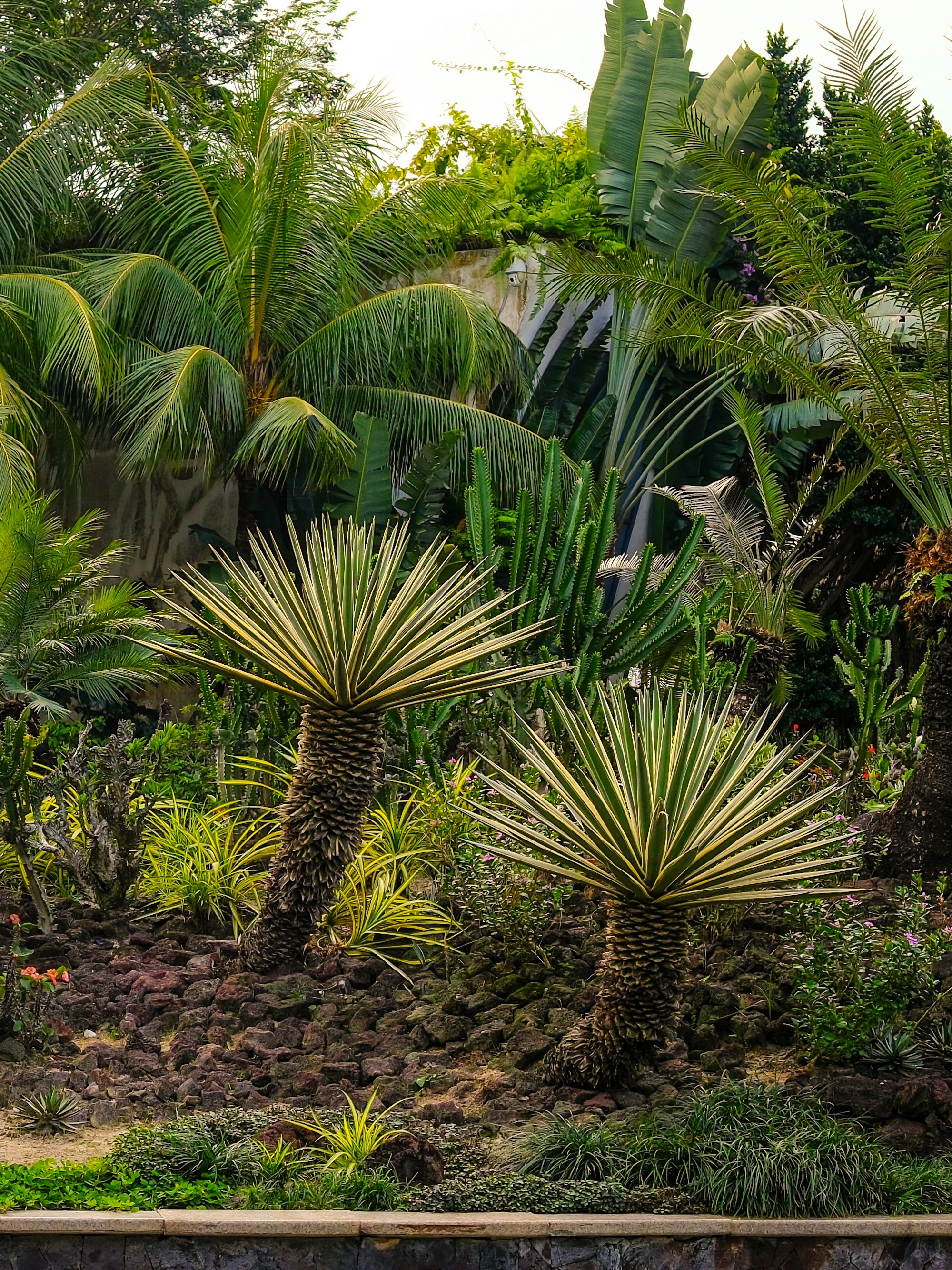 Jardim subtropical exuberante