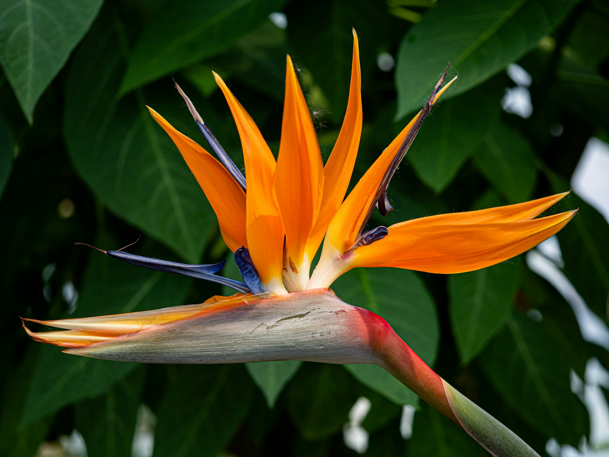 Suite Hotel Jardins d'Ajuda — Jardim subtropical exuberante